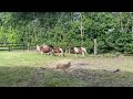 Plusieurs poneys miniatures