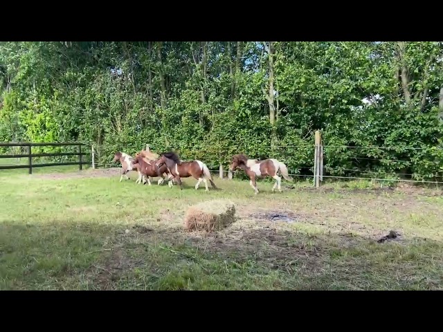 Plusieurs poneys miniatures
