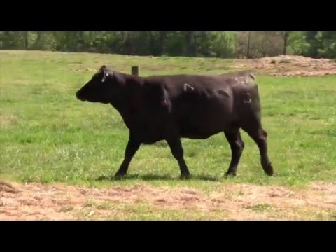 Lot 50, G A R Fusion A3054