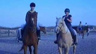 Horses - mustang nismo