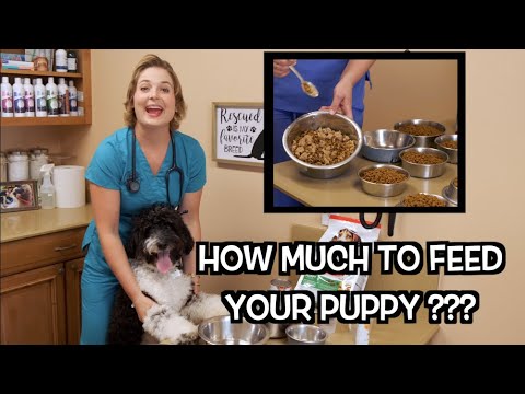 How much food should I feed my puppy?