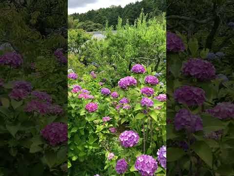 アジサイの開花を促進するのに最適なマルチは何ですか?  庭園
