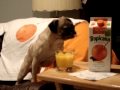 Dog Drinking Tropicana Orange Juice