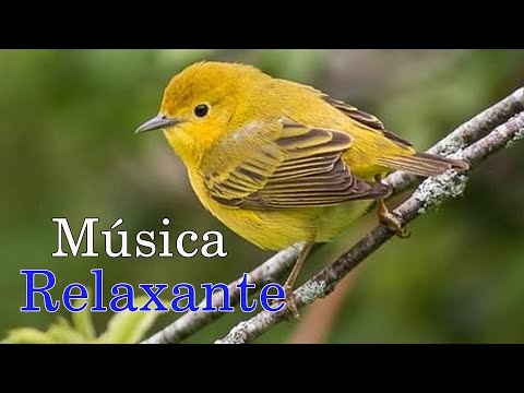Música Relaxante Flauta Indígena e Sons da Natureza - Acalmar a Mente e Relaxar