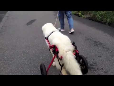 ユリちゃん　犬用車椅子のフィッティング