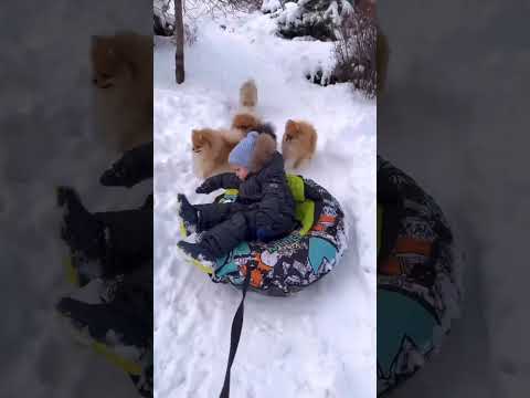 Dogs Shorts | Funny Dogs @rimshasarwar5398