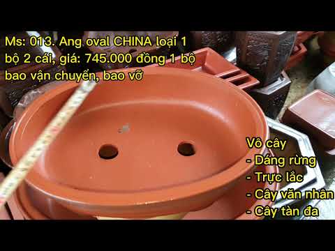 Chậu CHINA loại cao cấp cho anh em vô cây chơi tết 2022