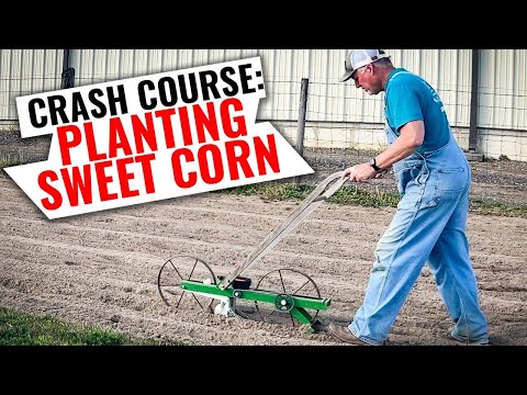 The ONLY Way You Should Plant Sweet Corn