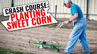 The ONLY Way You Should Plant Sweet Corn