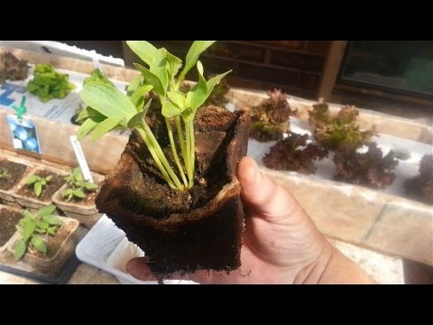 Thinning Cucumber Seedlings