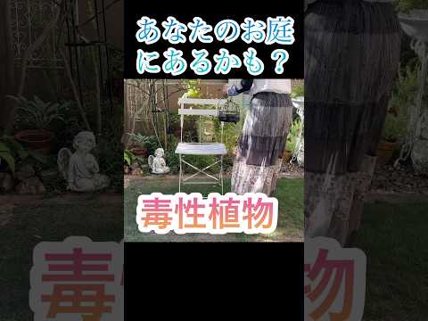 園芸 私の歩道の植物