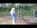 Pancingan Lovebird Fighter Ngetik Ngekek Mantap