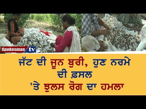 ਜੱਟ ਦੀ ਜੂਨ ਬੁਰੀ, ਹੁਣ ਨਰਮੇ ਦੀ ਫ਼ਸਲ 'ਤੇ ਝੁਲਸ ਰੋਗ ਦਾ ਹਮਲਾ