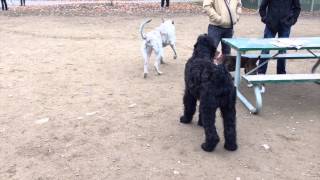 preview picture of video 'Black Russian Terrier Koba and Willow the Irish Wolfhound again'