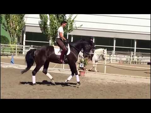 RINGO STAR 10yo westfalian gelging