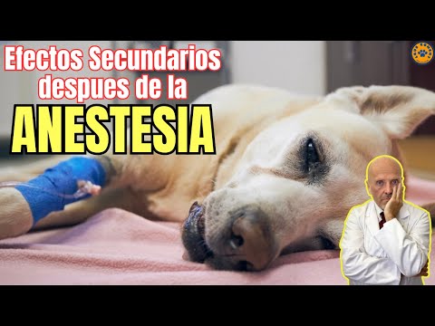🆘 SIDE EFFECTS AFTER ANESTHESIA IN DOGS 🆘