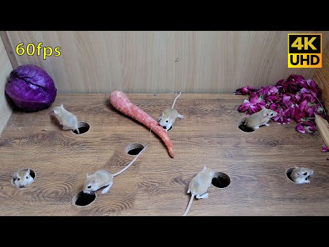 8 hour best Cat TV games for cats to watch | Cute baby mouse hide & seek and Play , 4k UHD