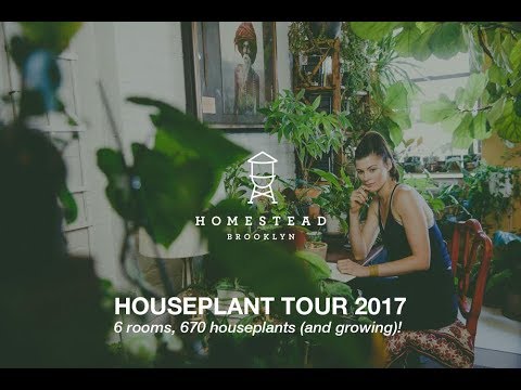 670+ PLANTS HOUSEPLANT TOUR, Intro: Part 1 (Summer 2017) — Ep 023