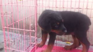 preview picture of video 'Bán chó rottweiler thuần chủng liên hệ 0986006465'