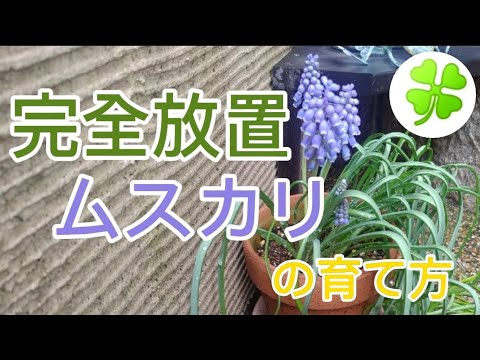 園芸 リリオペ・ムスカリ