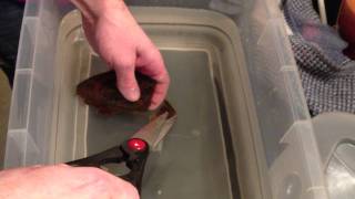 Bamboo Shark Hatch, Cut From Egg