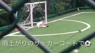 早朝の上海。公園の有料サッカーコートで寛ぐノラ猫親子。