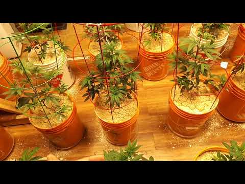 Topping your cannabis plants. The why, the how, the what.