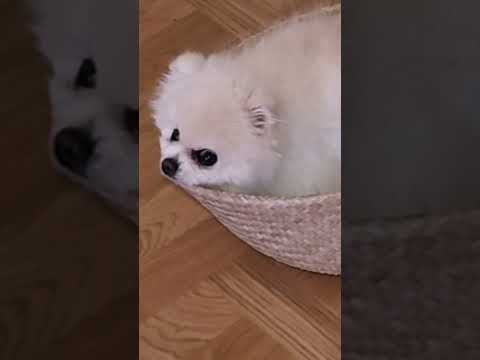 Kiittämätön koira 😤🐶🩷 #koira #pomeranian