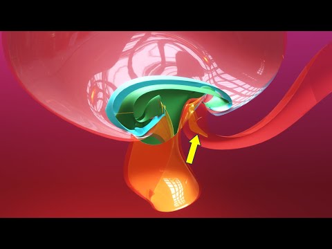 Allantois formation - Embryonic folding 3D overview - Animated Embryology - 3rd Week