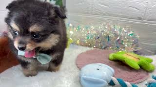 ハーフ犬の動画01