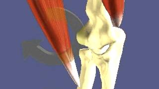 Muscle contraction around joints