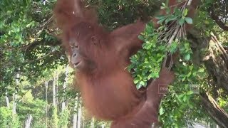 Download lagu Baby Sitter Orang Utan, Ajari Orang Utan Hidup di Alam Liar mp3 Download lagu Baby Sitter Orang Utan, Ajari Orang Utan Hidup di Alam Liar mp3