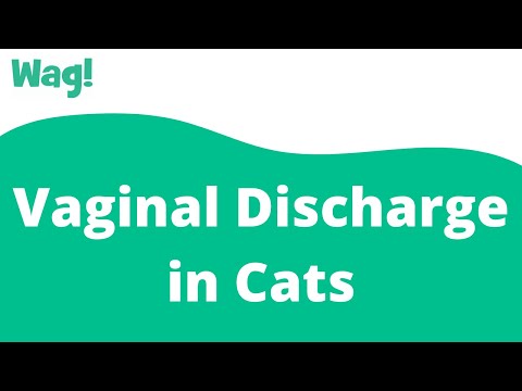Vaginal Discharge in Cats | Wag!