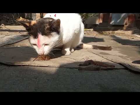 #youtube #bhagyashree #youtubechannel #youtubeshort #baby #cats