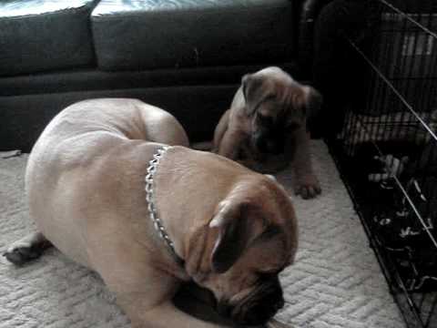 GURJEET AND TALLULAH PLAYING