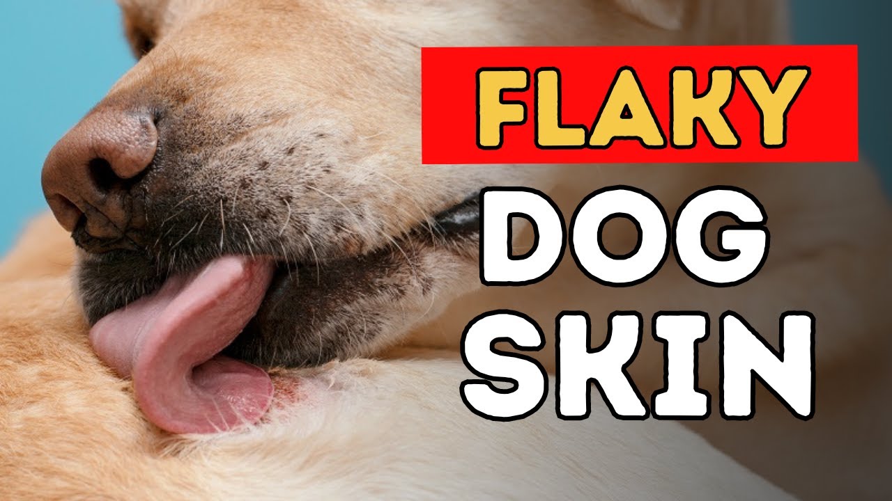 Watch video Dry, Itchy and Flaky Dog Skin Brand New Holistic Remedy Now Dry, Itchy and Flaky Dog Skin Brand New Holistic Remedy