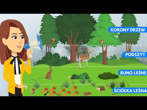 EduKredka - Piętra lasu odc. 4 z 4