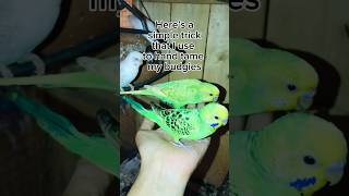 Taming Your Budgie: The EASIEST Method #birds #parrot #pets