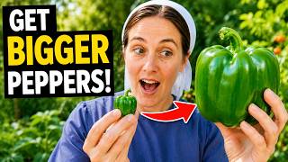 Grow Giant Peppers With These 7 Tricks