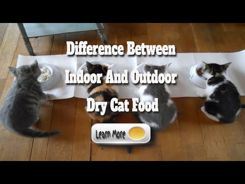 difference between outdoor and indoor cats