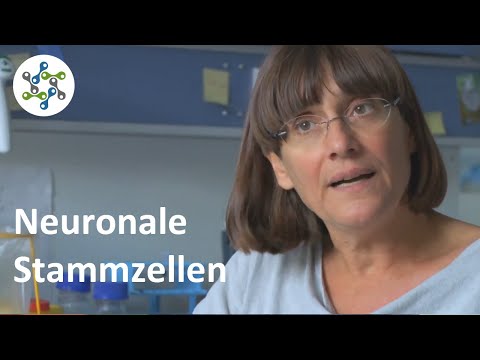 Die Forschung an neuronalen Stammzellen