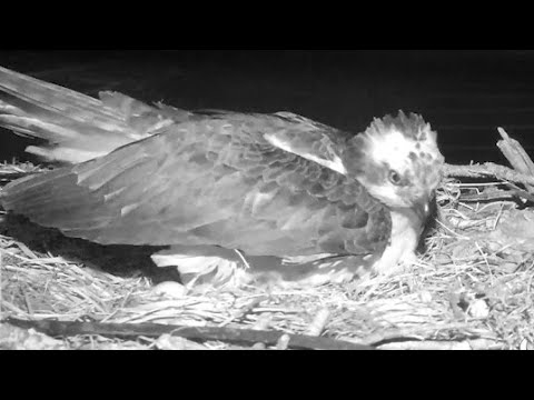 Iris Lays Egg #3 In Hellgate Osprey Nest One Week After Egg #2 – May 12, 2024