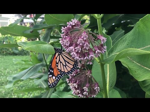 Farmers, monarchs could be affected by Trump administration’s changes to the enforcement of the Endangered Species Act, which would allow federal authorities to consider the economic cost of protecting a particular species. (Aug. 13)