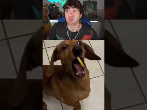 IMPOSSIBLE DE PAS RIRE 😂