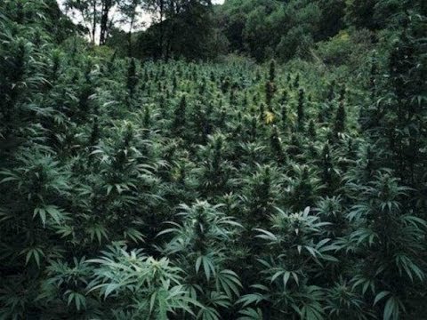 Green Fields Of Wisdom (MDR REMIX) by Bonnie Legion