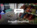 Shoplifting Seagull Pinches Packet Of Crisps From Store