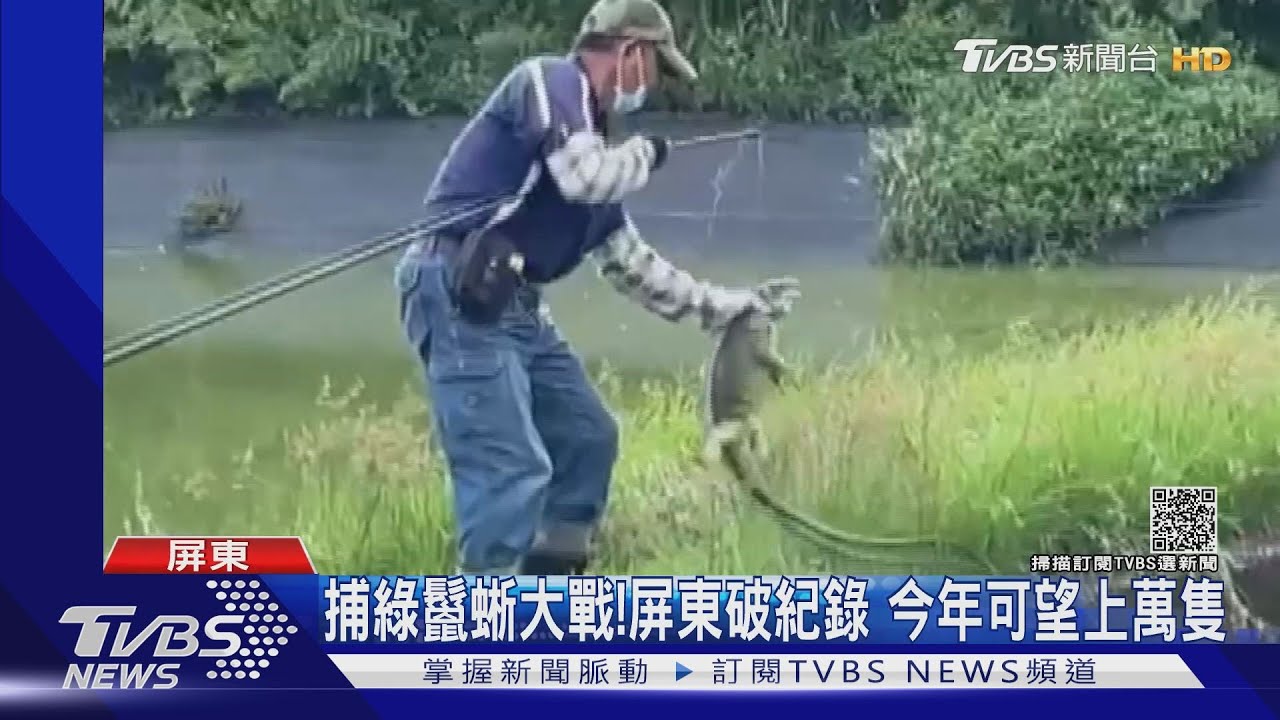 捕綠鬣蜥大戰!高雄男子攜空氣槍觸法 屏東捕獲量破紀錄