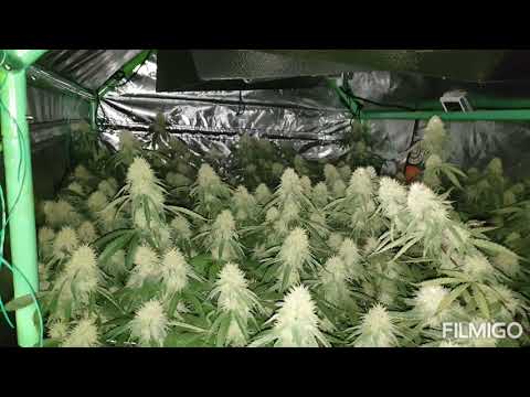Glueberry O.G by Dutch Passion week 4 day 4 under CDM lights