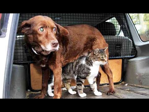 Un chat devient guide d'un chien aveugle - ZAPPING SAUVAGE