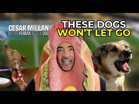 An der Leine ziehen, Müll fressen, Aggression – Gelöst | Besserer Mensch, besserer Hund, S1E4